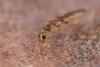 Stenus sp.